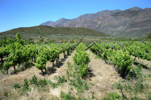 A scenic shot of the vineyards in the Montagu Mountain Range