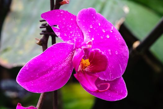 Winter flowers: pink cyclamen flowers in a greenhouse of Beijing.