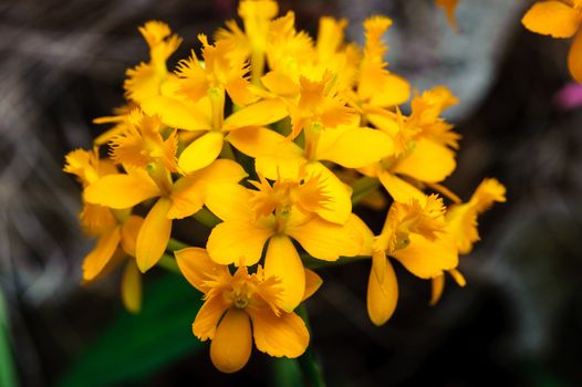 Winter flowers: yellow cyclamen flowers in a greenhouse of Beijing.