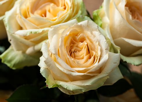 Winter flowers: yellow rose flowers in a greenhouse of Beijing.