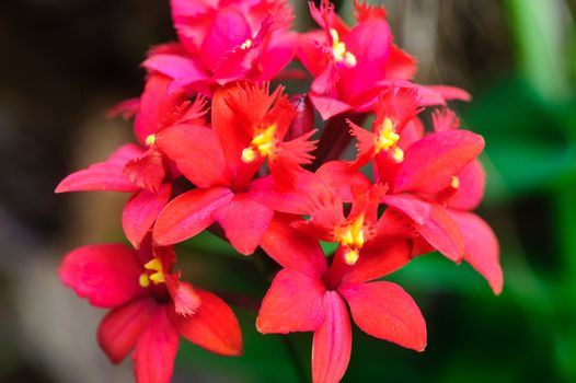 Winter flowers: red cyclamen flowers in a greenhouse of Beijing.