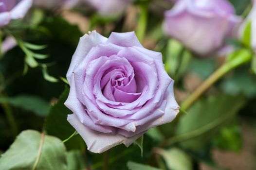 Winter flowers: purple rose flowers in a greenhouse of Beijing.