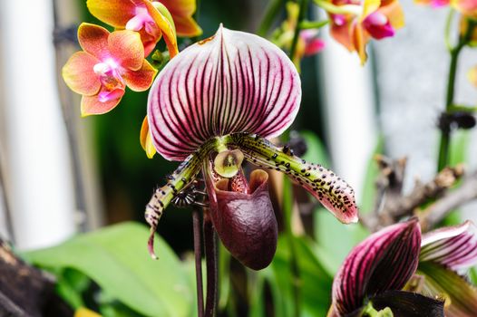 Winter flowers: Paphiopedilum flowers in a greenhouse of Beijing.
