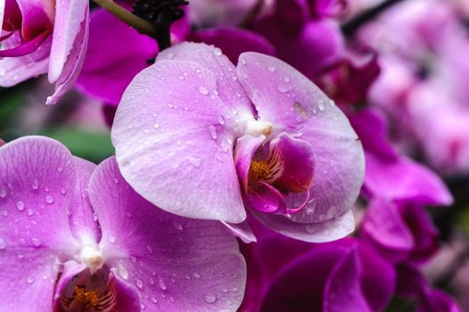 Winter flowers: pink cyclamen flowers in a greenhouse of Beijing.