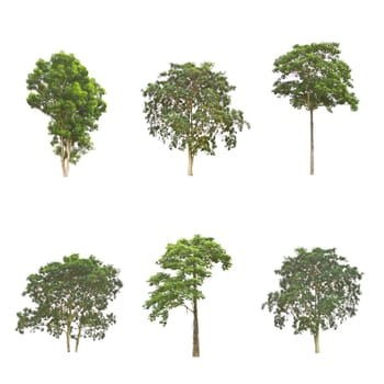 Set of trees isolated on white