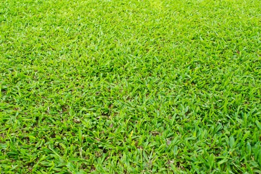 Green grass background texture