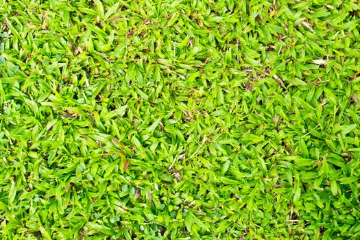 Green grass background texture