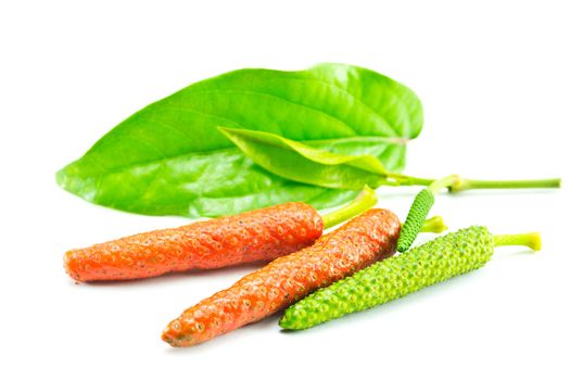 Long pepper isolated on white