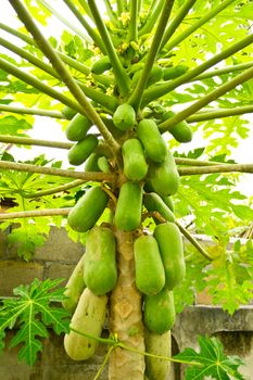 Papaya on the papaya tree