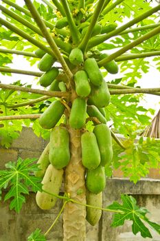 Papaya on the papaya tree