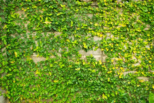 Green leaves wall for background