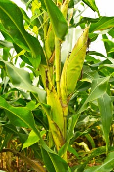 A green field of corn growing up