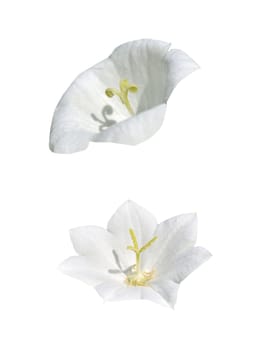 Two Campanulas Carpatica Alba isolated on white background