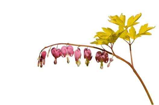 Isolated Dicentra spectabilis on white background