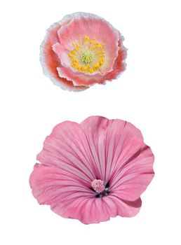 Papaver and malva isolated on white background