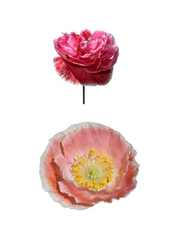 Two papaver isolated on white background