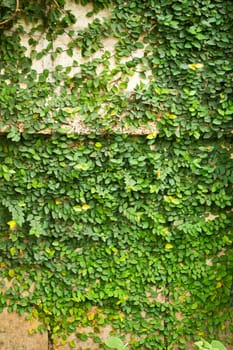 Green leaves wall for background