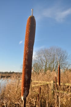 bulrush in winter with blue sky