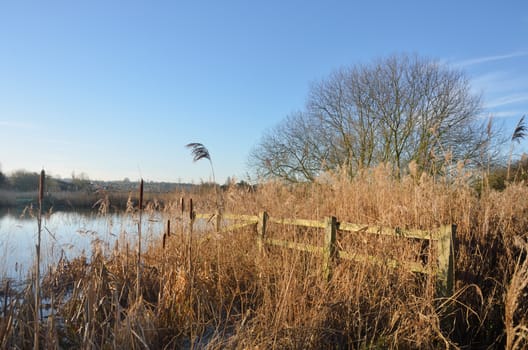 River in winter with Brown Rushes