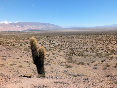 The Los Cardones National Park is an official reserve recently set up to protect the giant cacti such as the one seen here. The 'cardones' grow only a few millimetres per year and their wood has been over-exploited in the past so they are now protected.