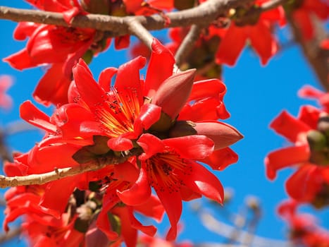 Blossoms of the Red Silk Cotton Tree