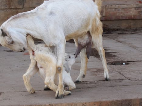 Baby goat drinking milk from mother goat.       