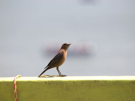 wired bird on the house wall      