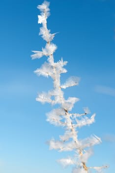 A detailed image of a frozen plant