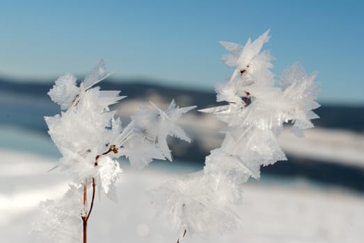 A detailed image of a frozen plant