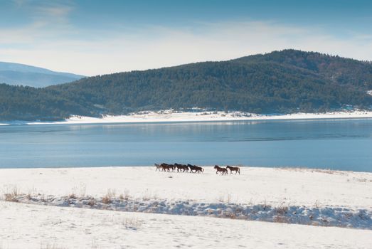horses and snow lake