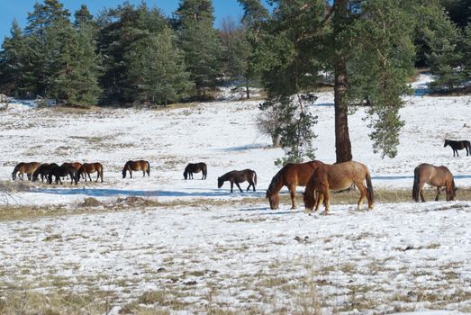 Horses in snowy rolling meadow