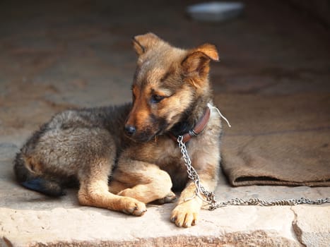 sad lonely dog in a chains     