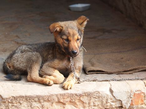 sad lonely dog in a chains      