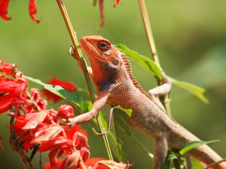orange lizard sitting on flower in the natural habitat. close-up photos        