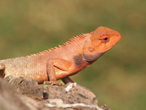 orange lizard sitting on stone in the natural habitat. close-up photos      