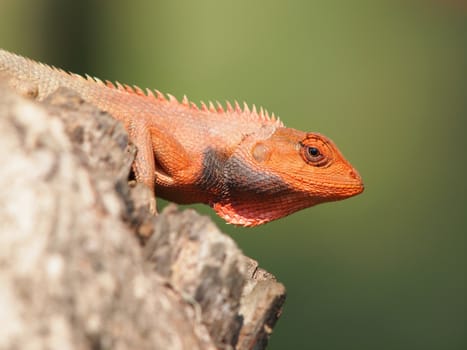 orange lizard sitting on the log in the natural habitat. close-up photos      