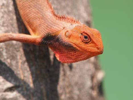 orange lizard sitting on vetkeb in the natural habitat. close-up photos      