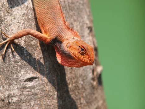 orange lizard sitting on tree in the natural habitat. close-up photos       