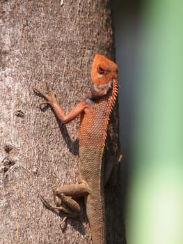 orange lizard sitting on vetkeb in the natural habitat. close-up photos