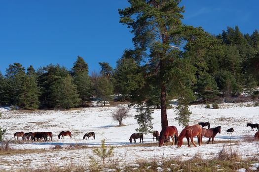 Horses in snowy rolling meadow