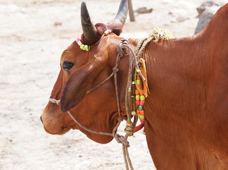 holy cow on the banks of ganges river   