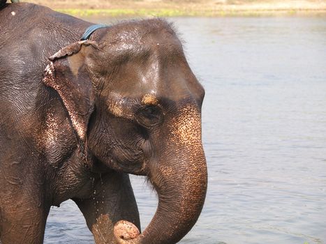 elephant bathing in the river     