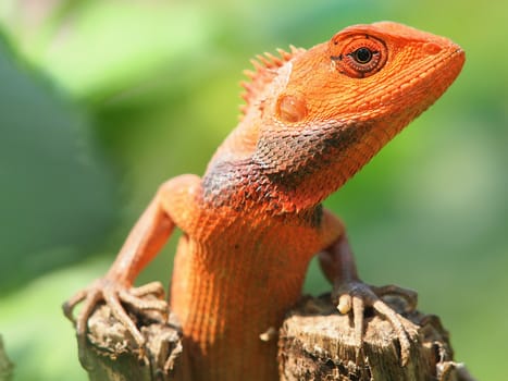 orange lizard sitting on tree in the natural habitat. close-up photos        