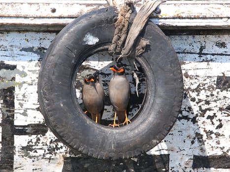 birds resting on the old tyre       