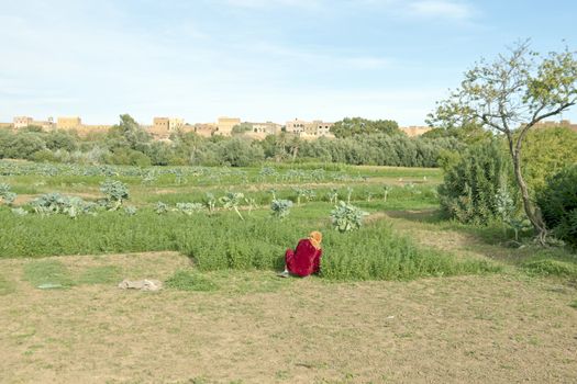 Working on the land in an oasis in Morocco