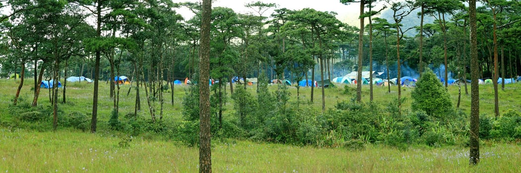 Tourist camp with tents on pine forest, Thailand