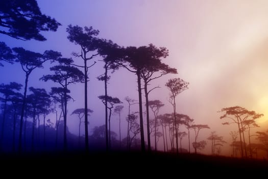 Pine forest in Thailand