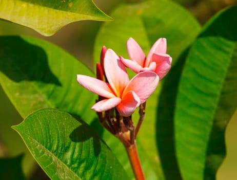 Beautiful Rare Pink Plumeria (Frangipanis)