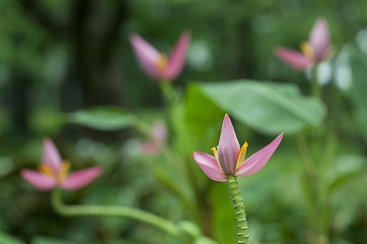 Banana flowers on plant