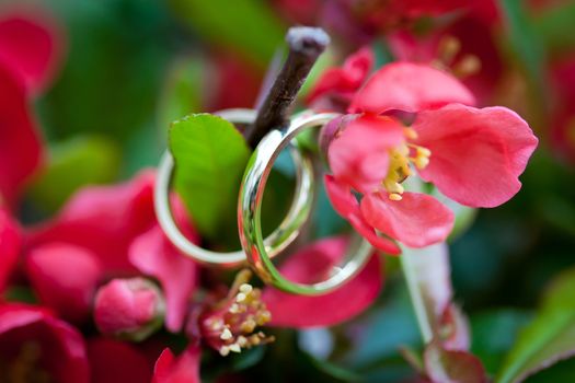 Wedding rings closeup with red wild flowers